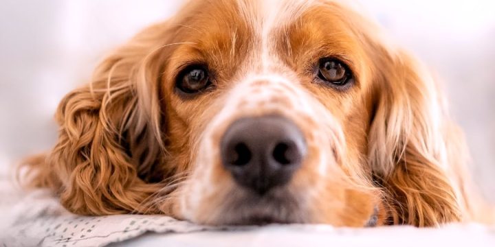 How to Avoid Emergencies With Preventive Pet Care Plans